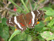 Coast of Riches: Living in Costa Rica, butterfly